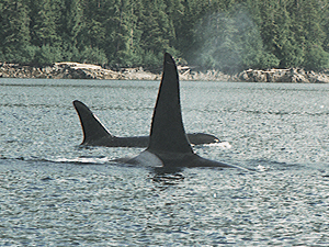 A male orca with one of his mates.